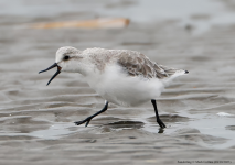 Sanderling