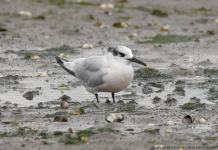 Sandwich Tern