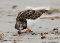 Turnstone