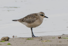 Grey Plover