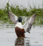 Shoveler