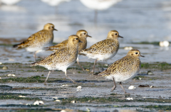 Golden Plovers