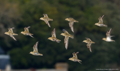 Golden Plovers