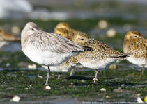 Bar-tailed Godwit and Golden Plovers