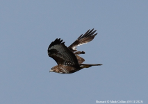 Buzzard