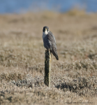 Peregrine