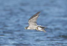 Peregrine