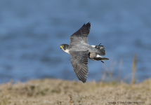 Peregrine