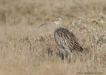 Curlew