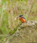 Kingfisher