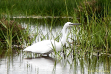 Little Egret