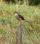 Sparrowhawk