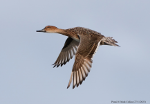 Pintail