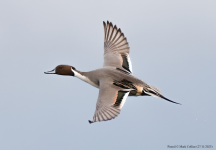 Pintail