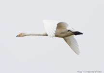 Whooper Swan