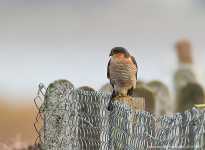 Sparrowhawk