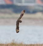 Short-eared Owl