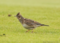 Skylark