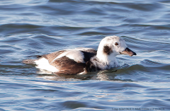 Long-tailed Duck