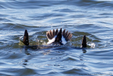 Long-tailed Duck