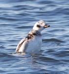 Long-tailed Duck