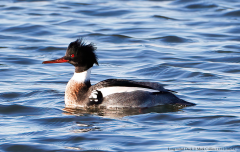 Red-breasted Merganser