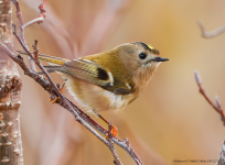 Goldcrest