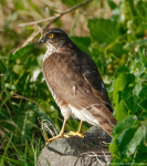 Sparrowhawk