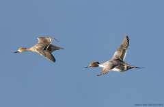 Pintails