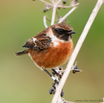 Stonechat