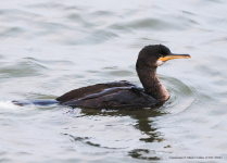 Cormorant