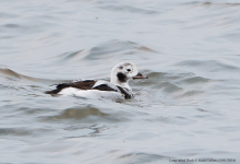 Long-tailed Duck