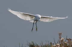 Little Egret