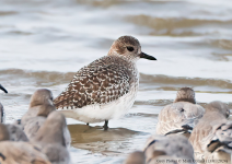 Grey Plover