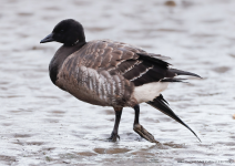 Brent Goose