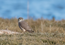 Merlin