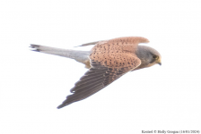 Kestrel