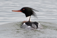 Red-breasted Merganser