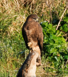 Buzzard