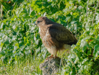 Buzzard