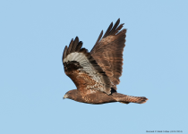 Buzzard