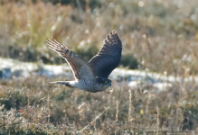 Sparrowhawk