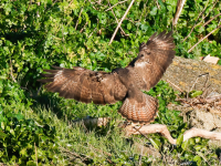 Buzzard