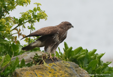 Buzzard