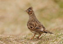 Skylark