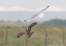 Buzzard