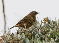 Rock Pipit