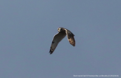 Short-eared Owl