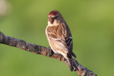 Lesser Redpoll