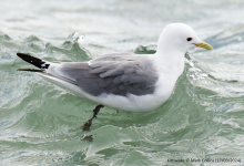 Kittiwake